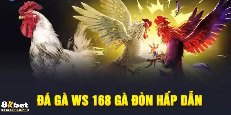 Đá gà WS168
